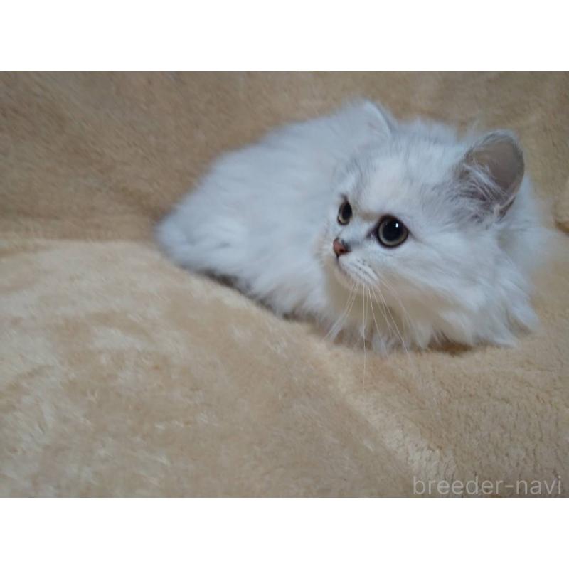 販売中の岐阜県のペルシャ-138697の2枚目