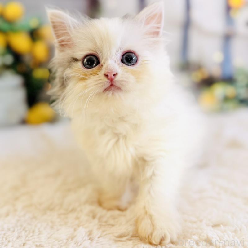 販売中の岐阜県のサイベリアン-138695の12枚目