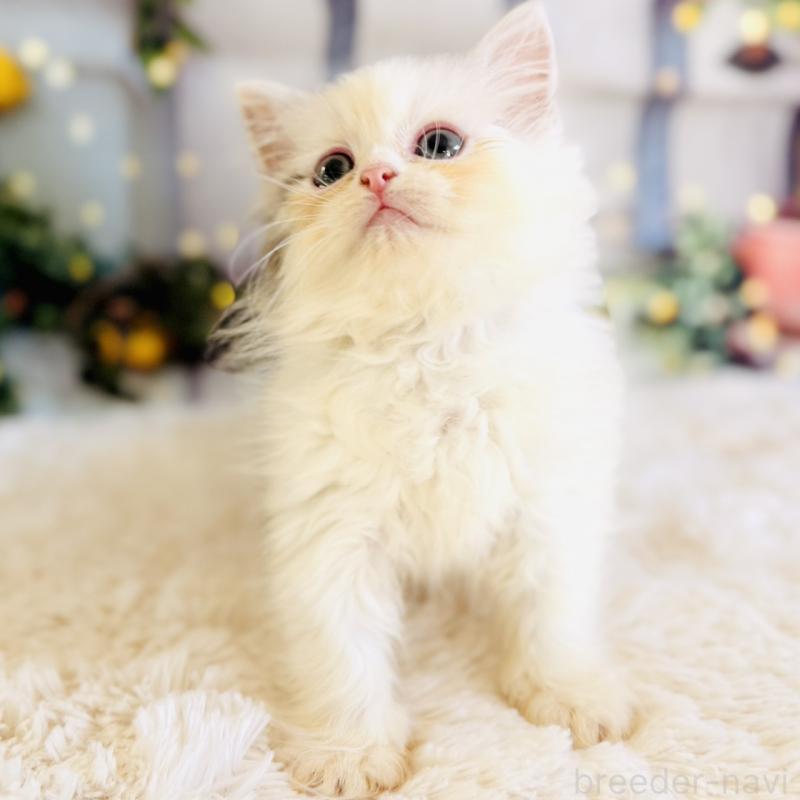 販売中の岐阜県のサイベリアン-138695の9枚目