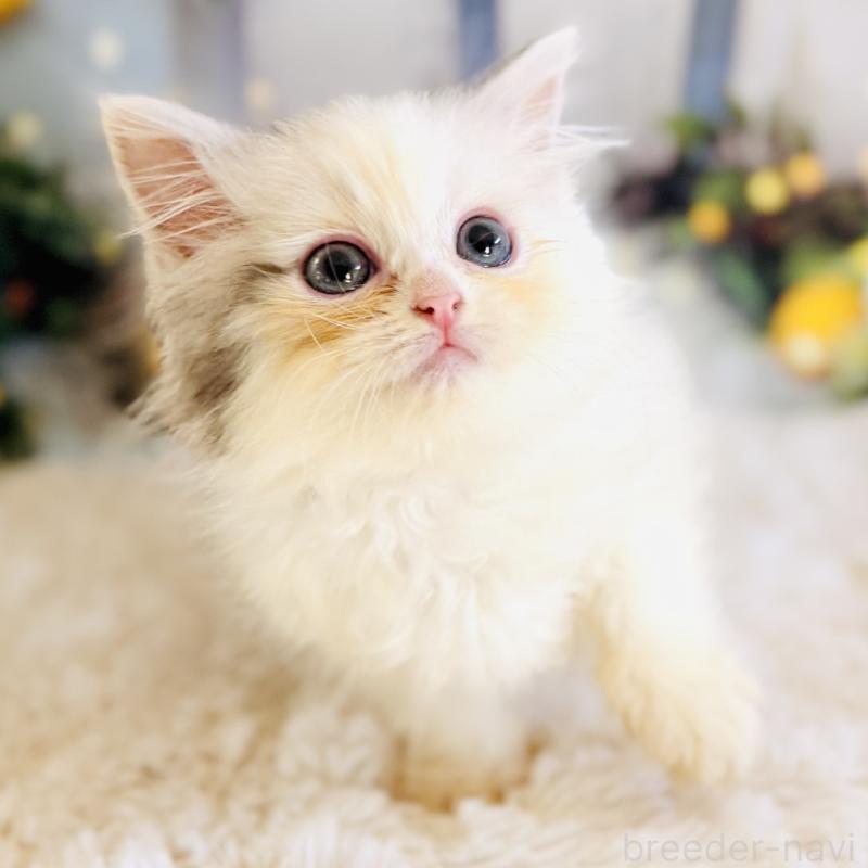 販売中の岐阜県のサイベリアン-138695