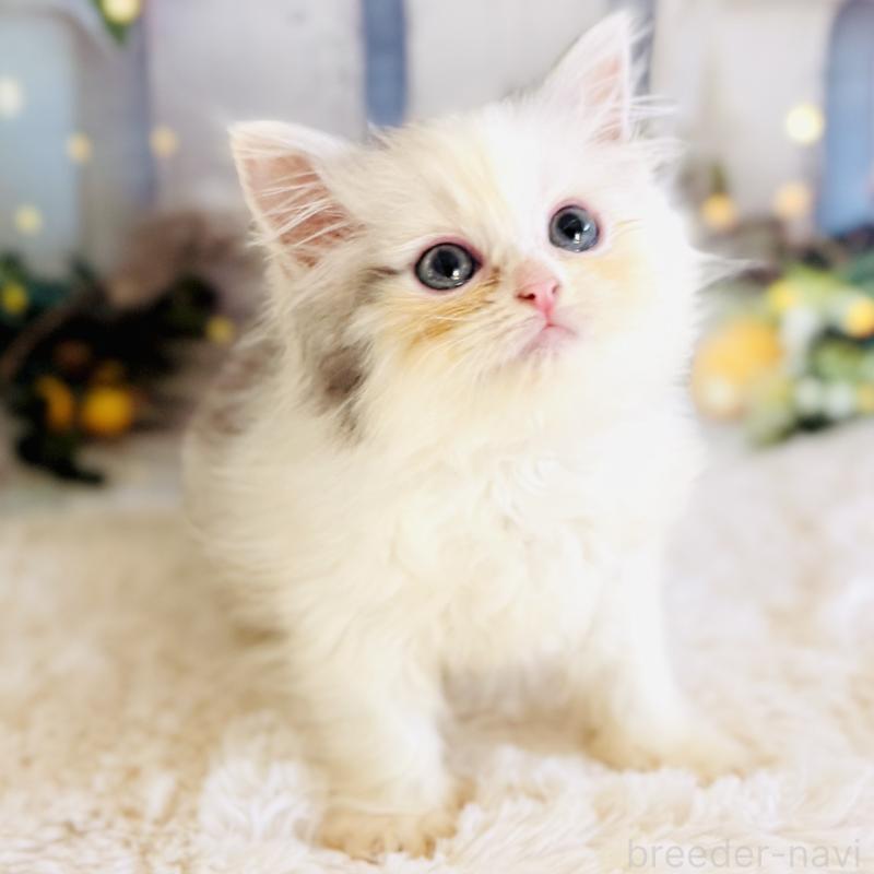 販売中の岐阜県のサイベリアン-138695の7枚目