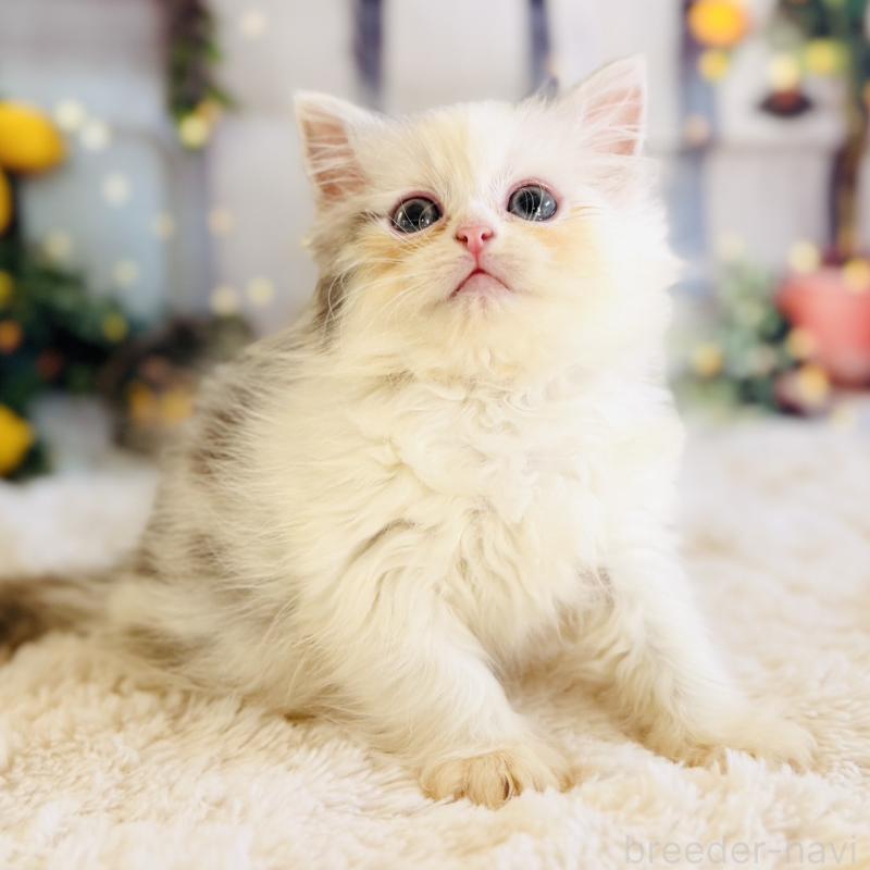 販売中の岐阜県のサイベリアン-138695の4枚目