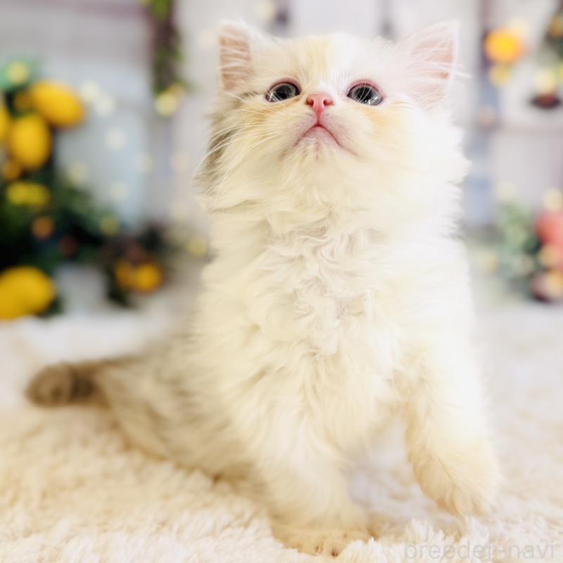 販売中の岐阜県のサイベリアン-138695の3枚目