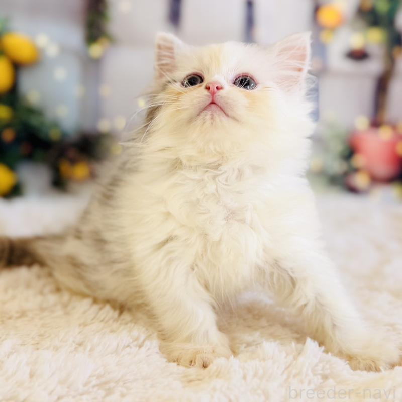 販売中の岐阜県のサイベリアン-138695の2枚目