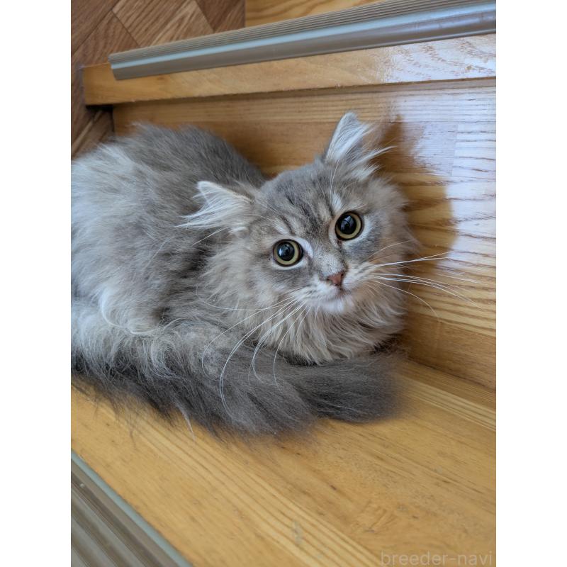 販売中の三重県のサイベリアン-138694の1枚目