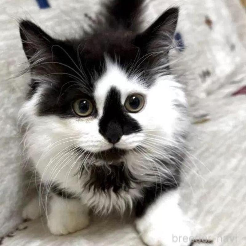 販売中の愛知県のマンチカン-138696の2枚目