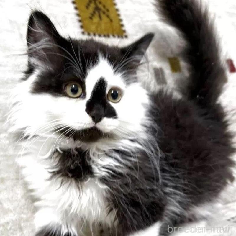 販売中の愛知県のマンチカン-138696の1枚目