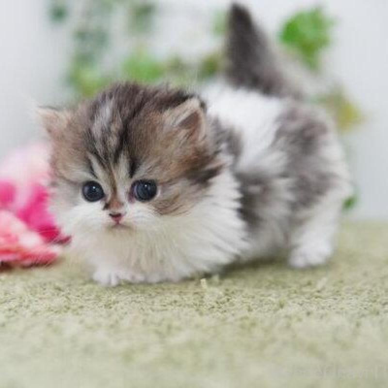 販売中の神奈川県のミヌエット(短足)-138698の5枚目