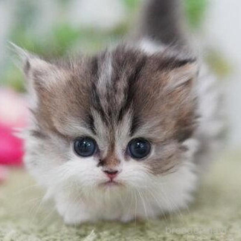 販売中の神奈川県のミヌエット(短足)-138698の4枚目