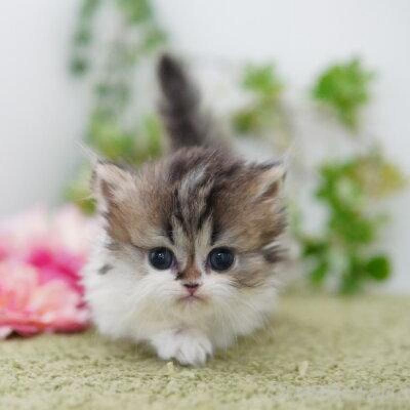 販売中の神奈川県のミヌエット(短足)-138698の2枚目