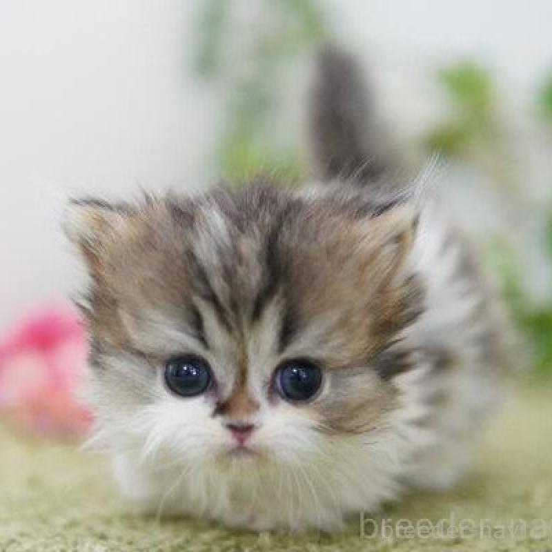 販売中の神奈川県のミヌエット(短足)-138698の1枚目