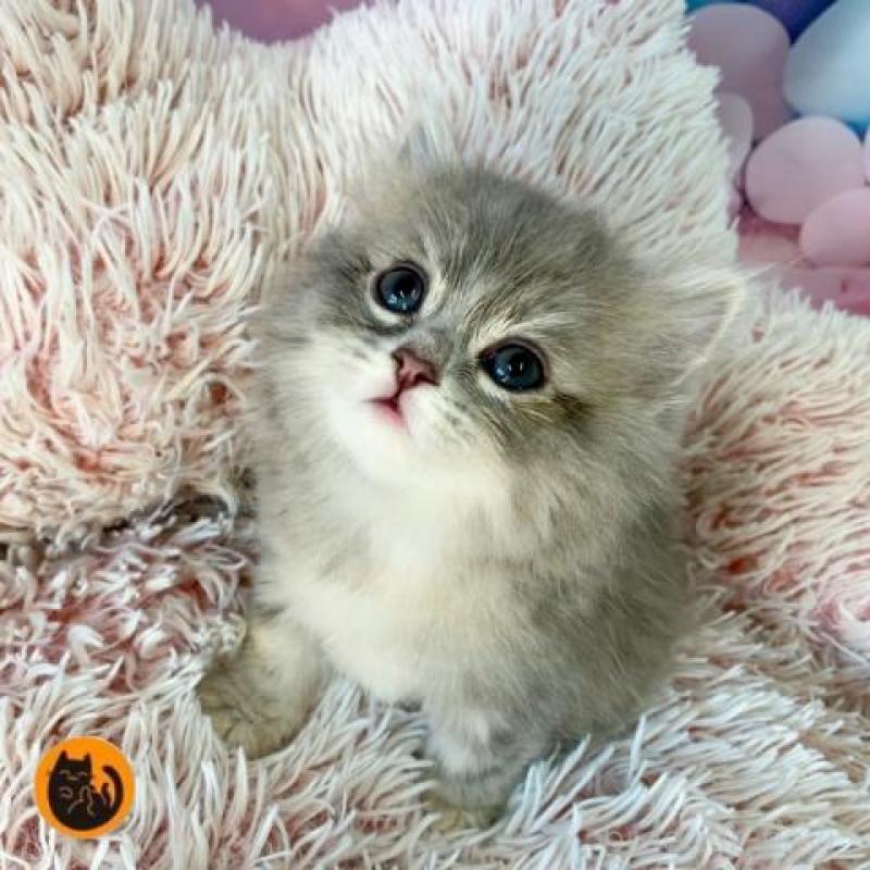 販売中の大阪府のスコティッシュフォールド-138699