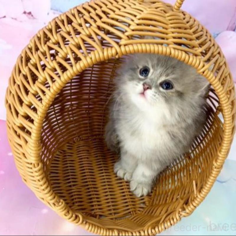 販売中の大阪府のスコティッシュフォールド-138699の6枚目