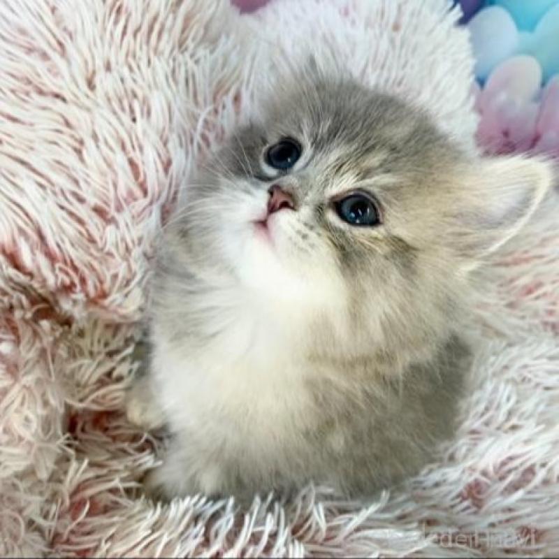 販売中の大阪府のスコティッシュフォールド-138699の5枚目