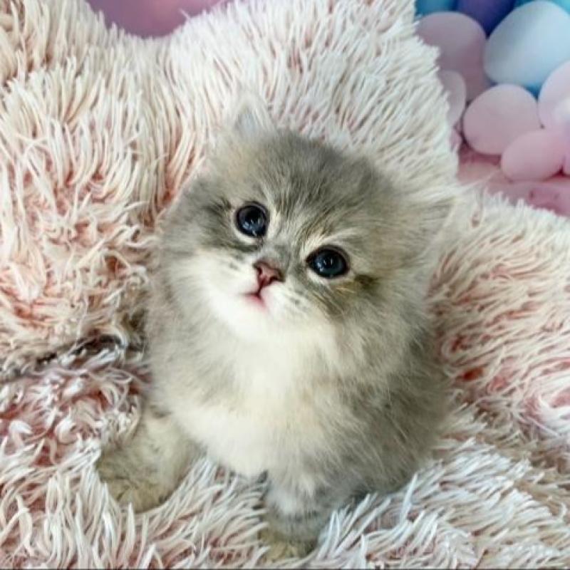 販売中の大阪府のスコティッシュフォールド-138699の4枚目