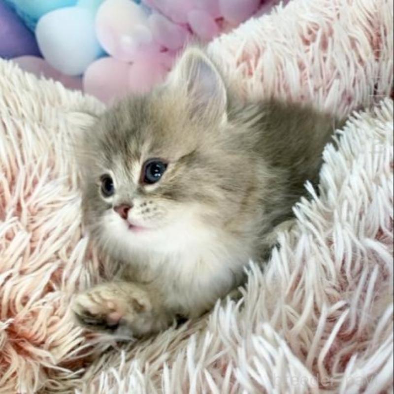 販売中の大阪府のスコティッシュフォールド-138699の3枚目