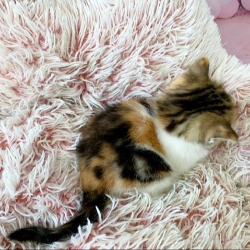 販売中の大阪府のスコティッシュフォールド-138700の6枚目