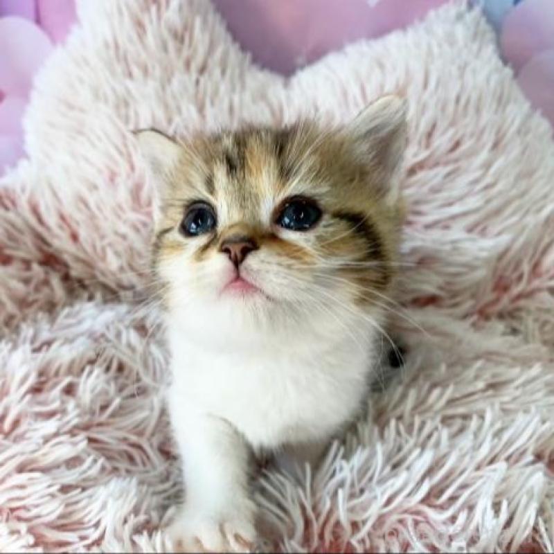 販売中の大阪府のスコティッシュフォールド-138700の5枚目