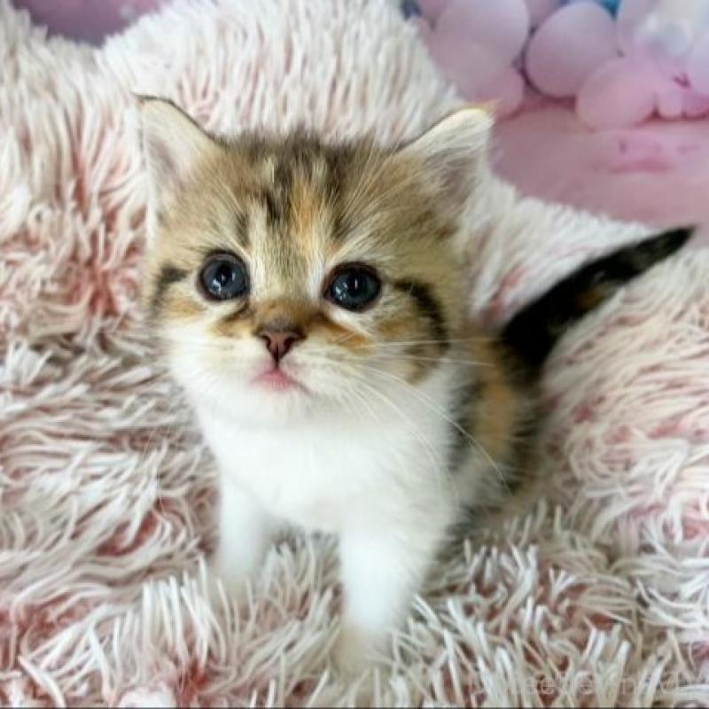 販売中の大阪府のスコティッシュフォールド-138700の4枚目