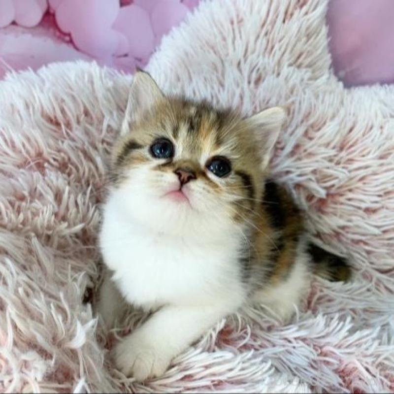 販売中の大阪府のスコティッシュフォールド-138700の3枚目