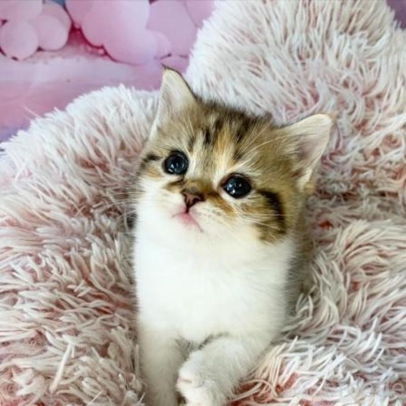 販売中の大阪府のスコティッシュフォールド-138700の2枚目