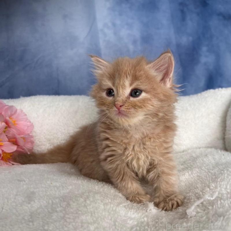 販売中の千葉県のミヌエット-138701の7枚目