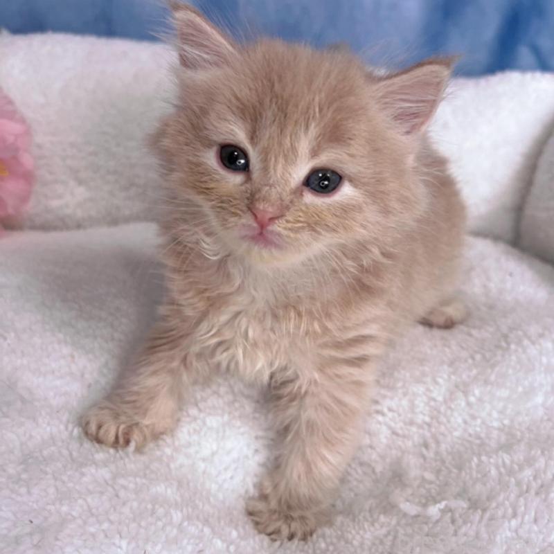 販売中の千葉県のミヌエット-138701の6枚目