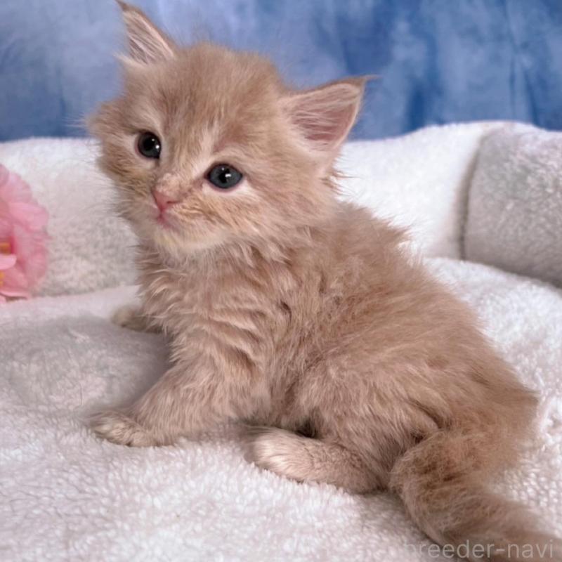 販売中の千葉県のミヌエット-138701の5枚目