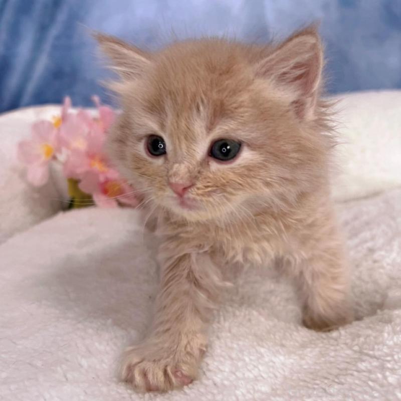 販売中の千葉県のミヌエット-138701の4枚目