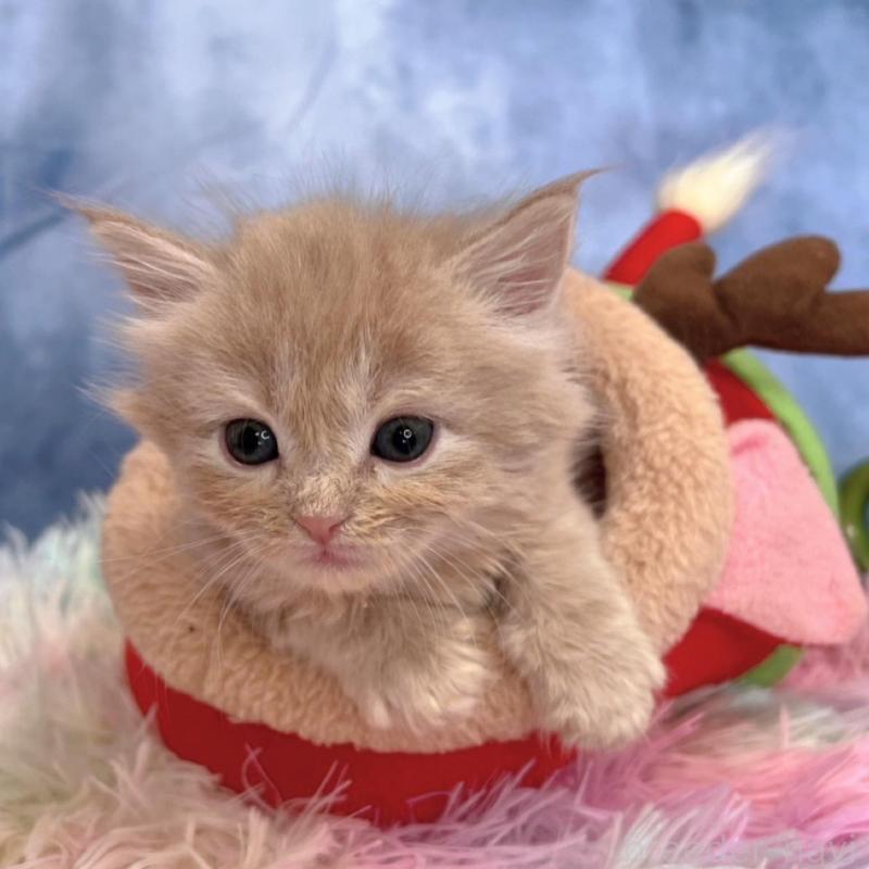 販売中の千葉県のミヌエット-138701の3枚目