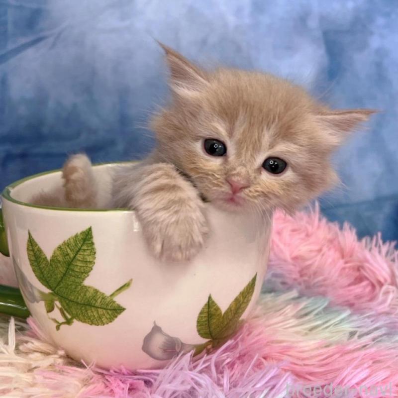 販売中の千葉県のミヌエット-138701