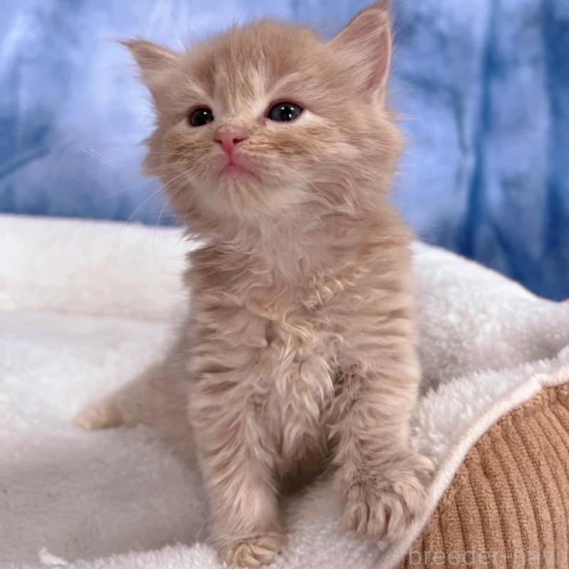 販売中の千葉県のミヌエット-138701の2枚目