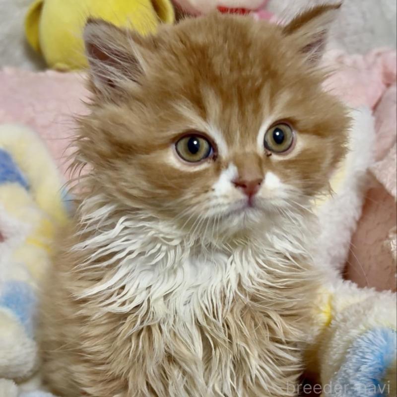 販売中の大阪府のスコティッシュフォールド(折れ耳)-135812の4枚目