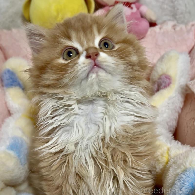 販売中の大阪府のスコティッシュフォールド(折れ耳)-135812の3枚目