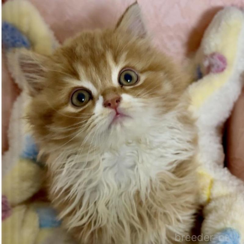 販売中の大阪府のスコティッシュフォールド(折れ耳)-135812の1枚目