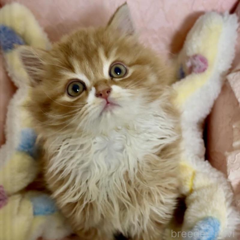 販売中の大阪府のスコティッシュフォールド(折れ耳)-135812の2枚目