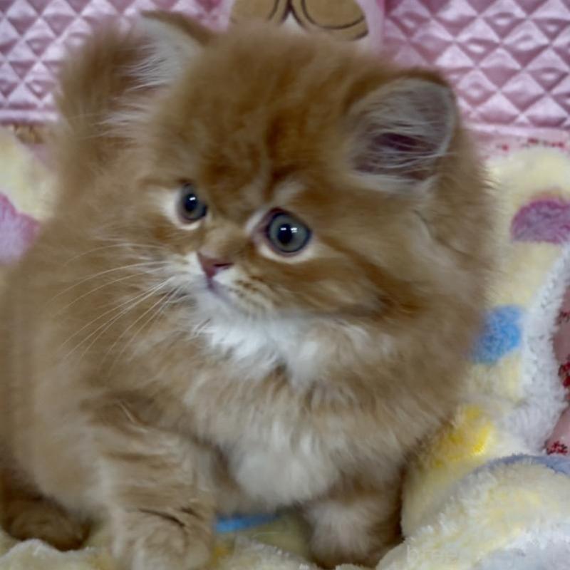 商談中の大阪府のスコティッシュフォールド(折れ耳)-135810の4枚目