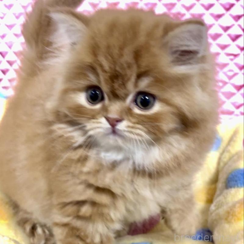 商談中の大阪府のスコティッシュフォールド(折れ耳)-135810の3枚目