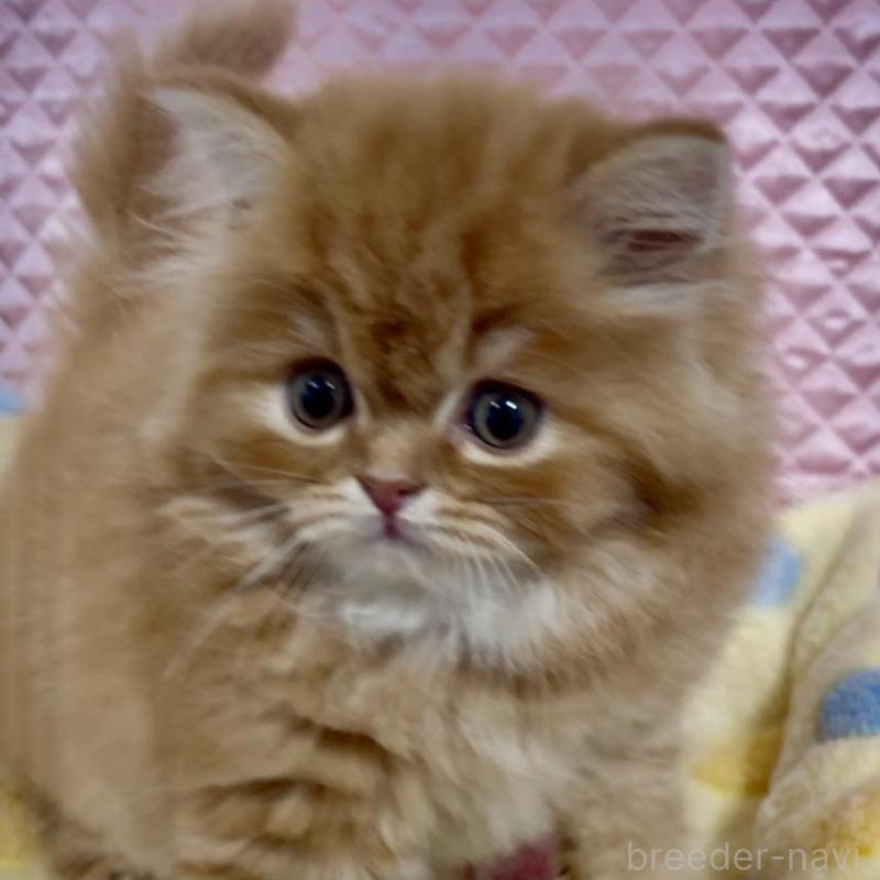 商談中の大阪府のスコティッシュフォールド(折れ耳)-135810の2枚目