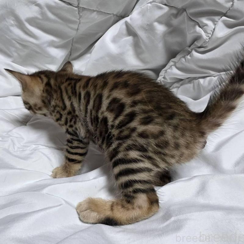 販売中の神奈川県のベンガル-138704の12枚目