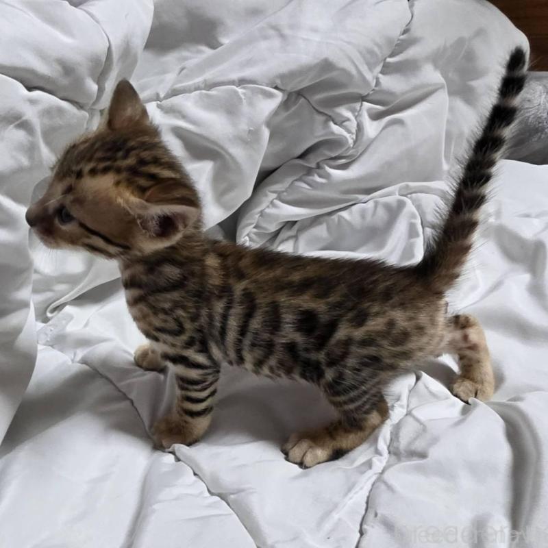 販売中の神奈川県のベンガル-138704の11枚目