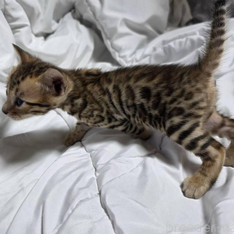 販売中の神奈川県のベンガル-138704の9枚目