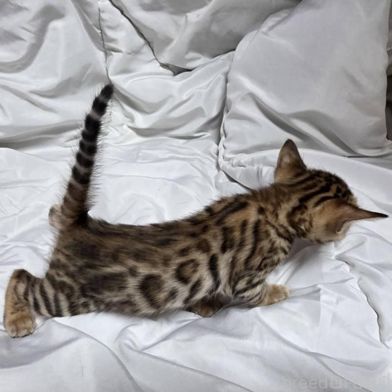 販売中の神奈川県のベンガル-138704の8枚目