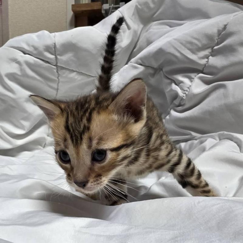 販売中の神奈川県のベンガル-138704の6枚目