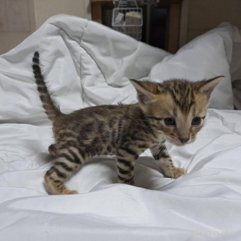 販売中の神奈川県のベンガル-138704の5枚目