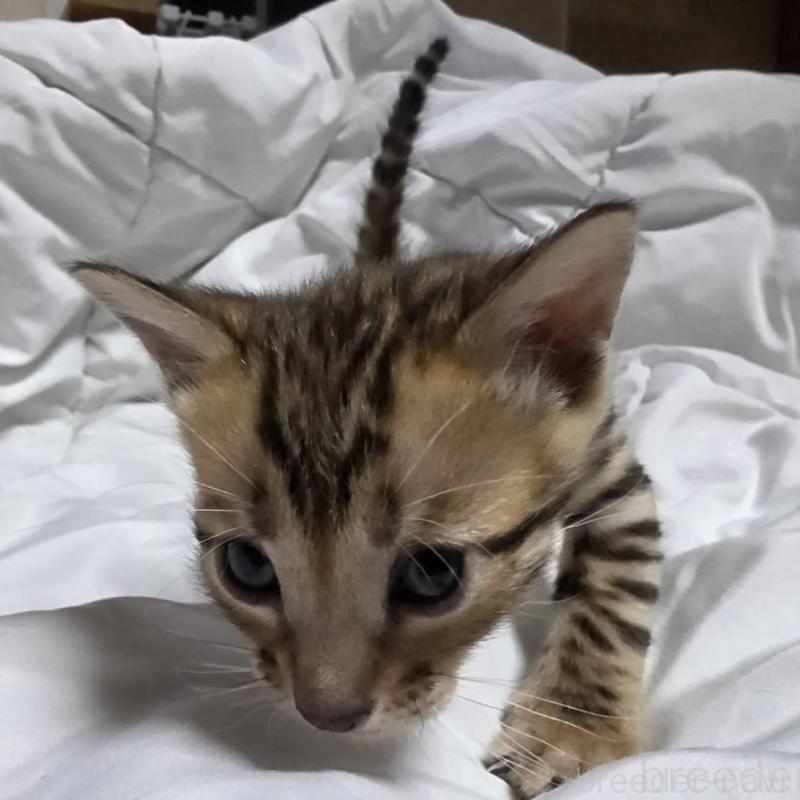 販売中の神奈川県のベンガル-138704の4枚目