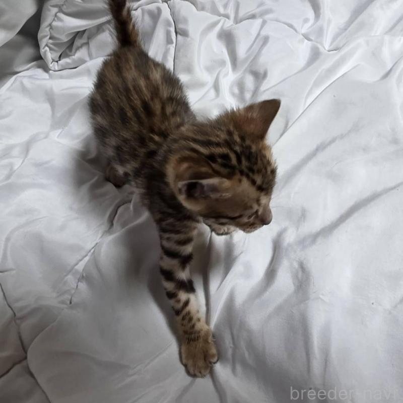 販売中の神奈川県のベンガル-138704の3枚目