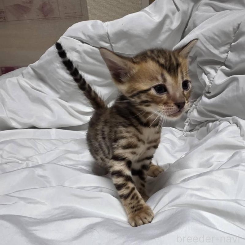 販売中の神奈川県のベンガル-138704の2枚目