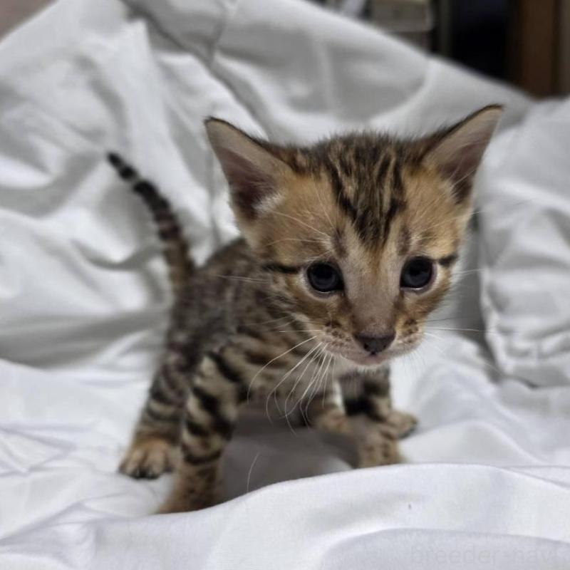 販売中の神奈川県のベンガル-138704の1枚目