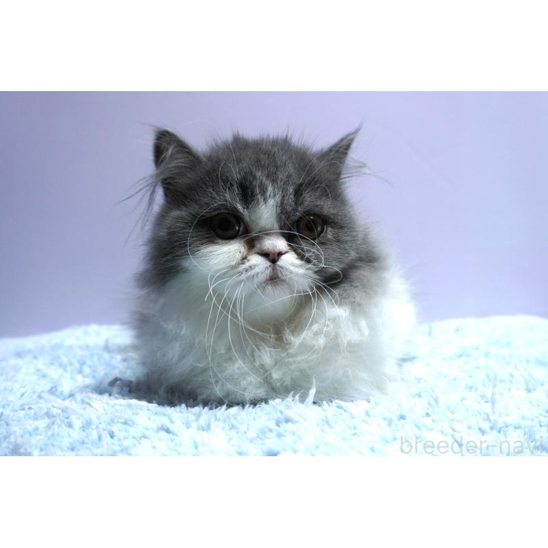 販売中の群馬県のミヌエット(短足)-130800